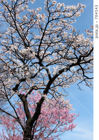 陽光2 陽光2 704543