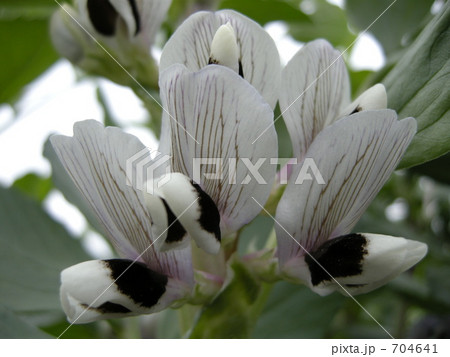 ソラマメの花の写真素材