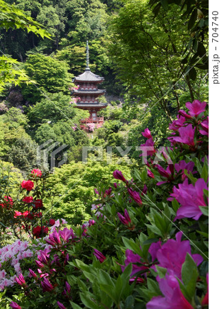 三室戸寺とつつじ 704740