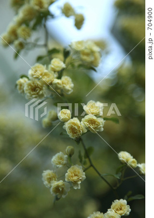 モッコウバラ 704900