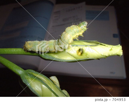 トルコキキョウの蕾を這うオオタバコガの幼虫の写真素材
