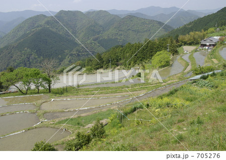 熊野の棚田 705276