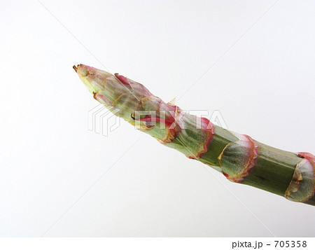 イタドリ一本 イタドリ一本 705358