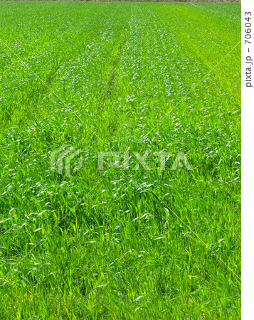 青い麦畑 青い麦畑 706043
