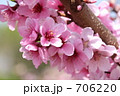 桃の花 706220
