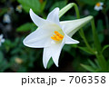 テンポウユリ 706358