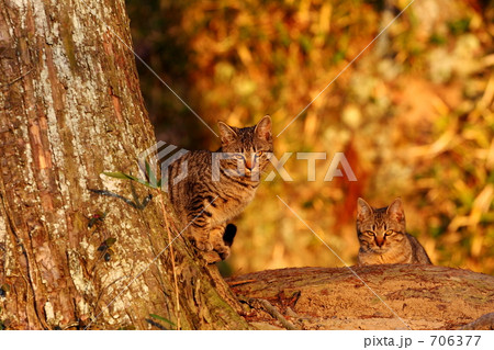 夕日の兄弟 706377