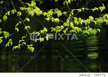 新緑の沼 706378