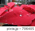 ポインセチアの水たまり 706405
