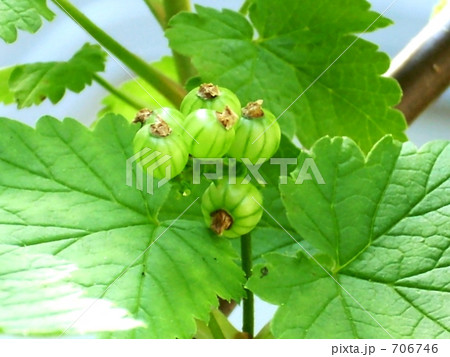 フサスグリ 706746