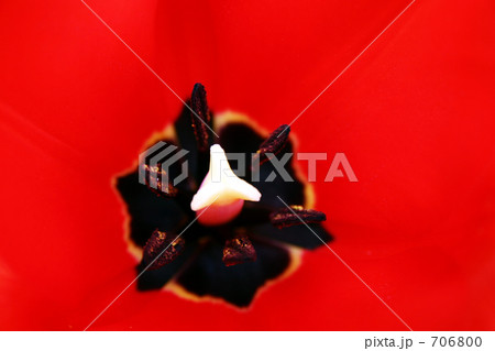 チューリップの真ん中 706800