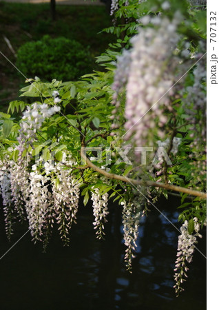 口紅藤 口紅藤 707132