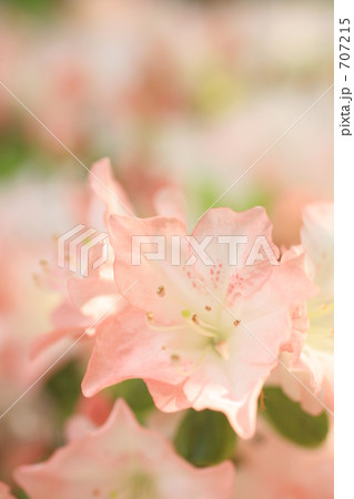 霧島つつじ 707215