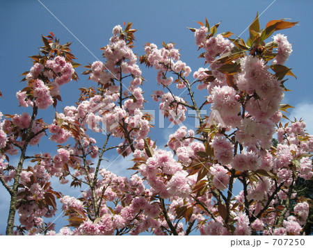 宗堂桜 宗堂桜 707250