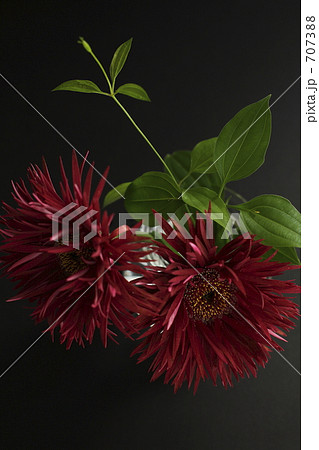 シックな色のガーベラ 707388