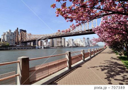 満開の八重桜とイースト・リバー 満開の八重桜とイースト・リバー 707389