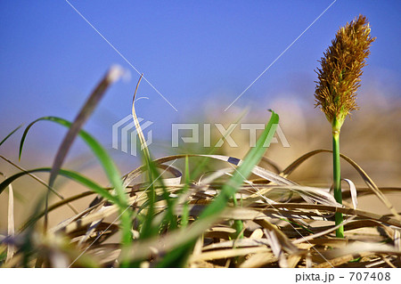 砂丘植物/コウボウムギ 707408