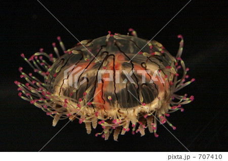 水中花 水中花 707410