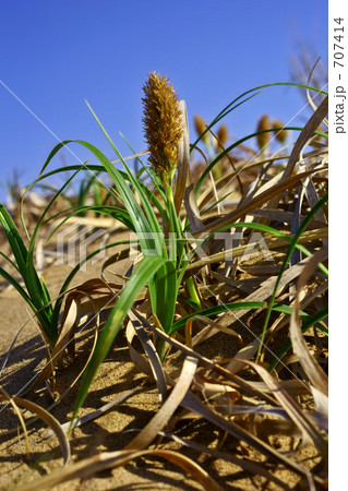 砂丘植物/コウボウムギ 707414