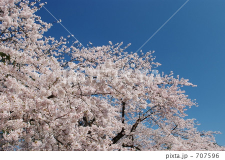 弘前のソメイヨシノ 弘前のソメイヨシノ 707596