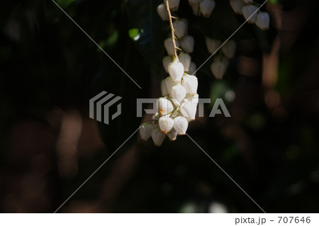 馬酔木　アセビ 707646