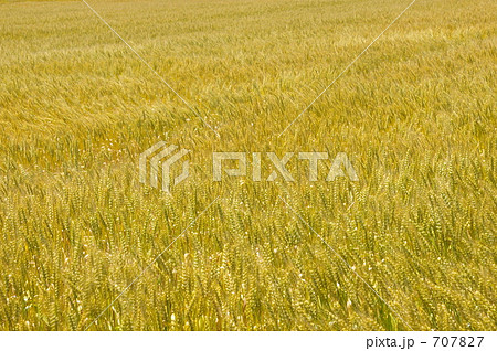 麦畑 麦畑 707827