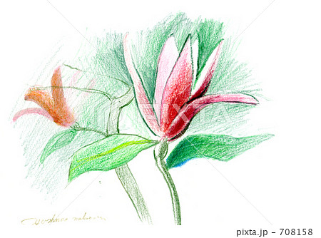 木蓮 水彩 色鉛筆画のイラスト素材