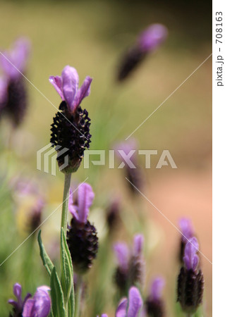 フレンチラベンダー 708163