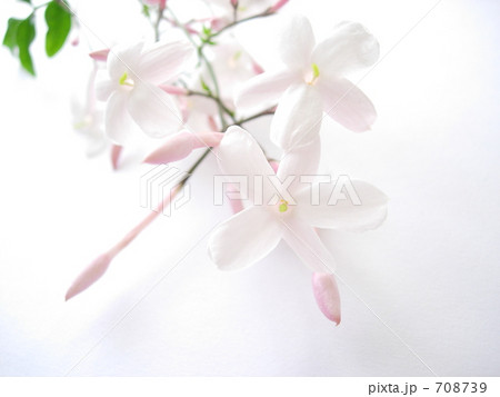 ハゴロモジャスミン 708739