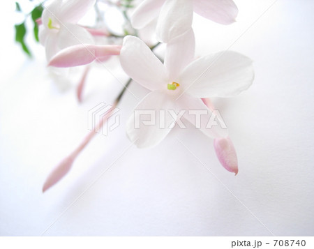 ハゴロモジャスミン 708740