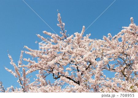 もりもりソメイヨシノ 708955