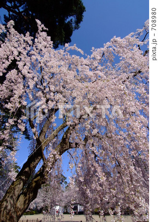 弘前公園 大枝垂れ 弘前公園 大枝垂れ 708980
