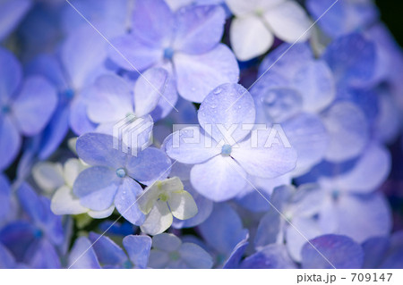 アジサイの花 709147