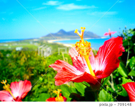 南国のハイビスカス 南国のハイビスカス 709148