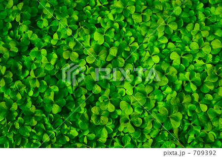 クローバー 709392