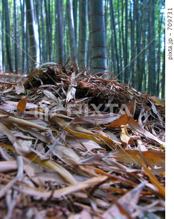 この下にタケノコが 709731