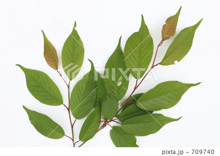 山桜の若葉（表） 709740