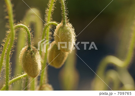 ポピーの蕾 709765