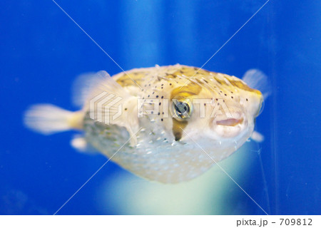 ハリセンボン ハリセンボン 709812