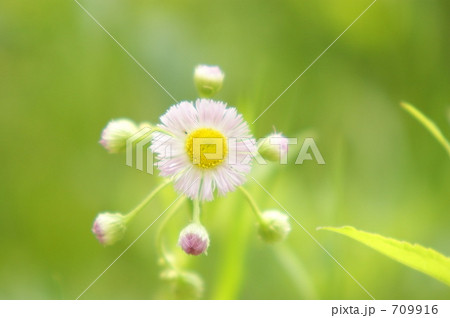 ハルジオン ハルジオン 709916