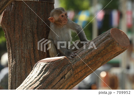 アカゲザルの子供 アカゲザルの子供 709952