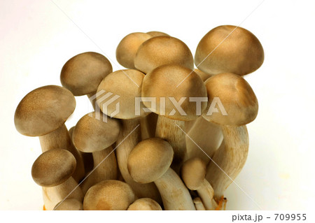 シメジ シメジ 709955