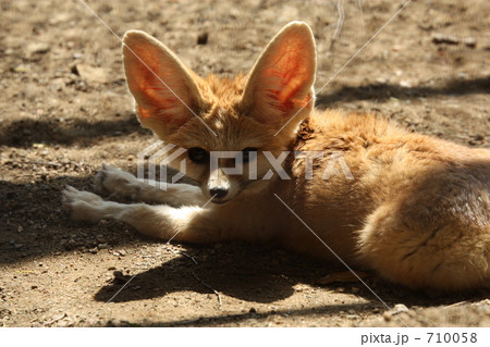 フェネック 710058