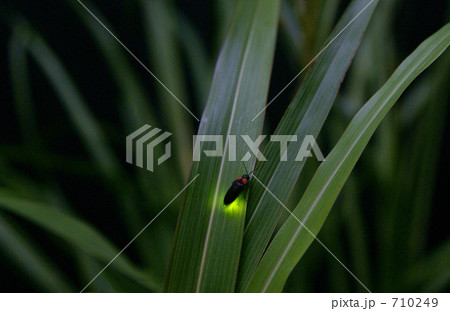 発光、ヘイケ蛍 710249