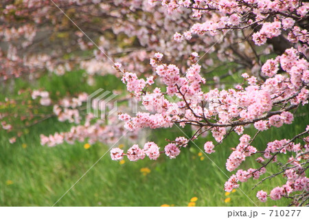 千島桜 710277