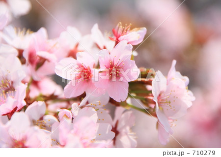 千島桜 千島桜 710279