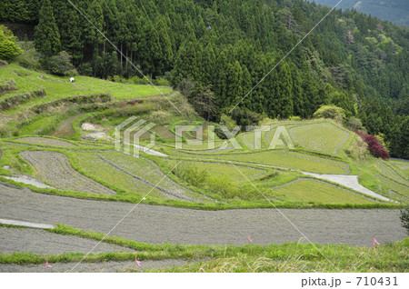 棚田 棚田 710431