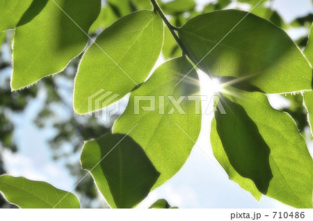 木漏れ日 木漏れ日 710486