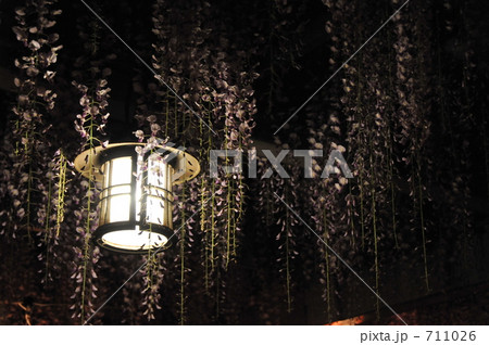 大中臣神社の将軍藤 711026