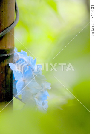 紫陽花 711601